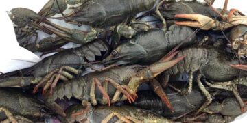 3332 грн штрафу за шт: на Шепетівщині виявили чоловіка, який під час заборони ловив раків —Хмельнитчина