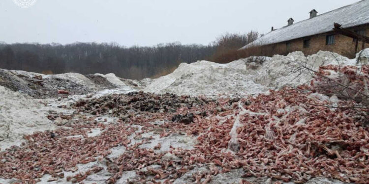 Забруднення відходами 1,3 га земель на Київщині | Новини Київ