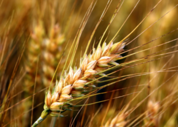 Україна збільшила обсяги експорту основних зернових культур – ЭКОНОМИКА