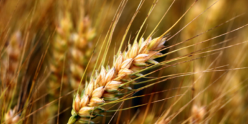 Україна збільшила обсяги експорту основних зернових культур – ЭКОНОМИКА