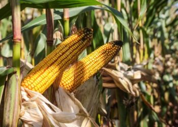 Стало відомо, який врожай кукурудзи очікують на Полтавщині – ЭКОНОМИКА
