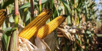 Стало відомо, який врожай кукурудзи очікують на Полтавщині – ЭКОНОМИКА