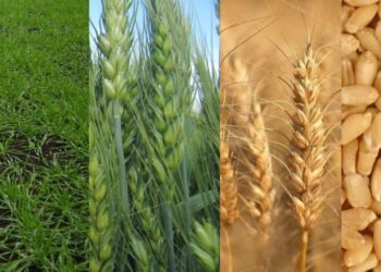 Стало відомо, які сорти твердої пшениці найпродуктивніші – ЭКОНОМИКА