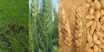 Стало відомо, які сорти твердої пшениці найпродуктивніші – ЭКОНОМИКА