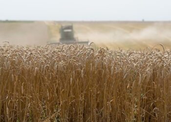 На Донеччині аграрії вже зібрали ранні зернові на площі 127 тис га – ЭКОНОМИКА