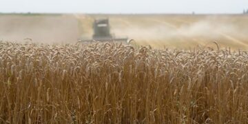 На Донеччині аграрії вже зібрали ранні зернові на площі 127 тис га – ЭКОНОМИКА