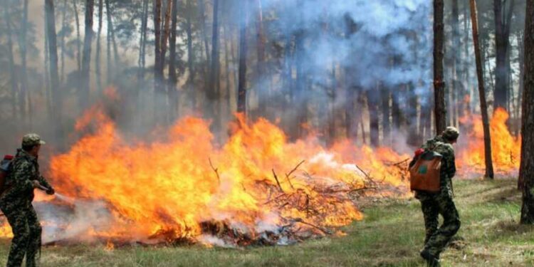 Підвищений ризик пожеж в столиці: як убезпечити себе та природу | Новини Київ