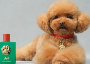 Dolce&Gabbana випустили парфум для собак Fefé – Экономика