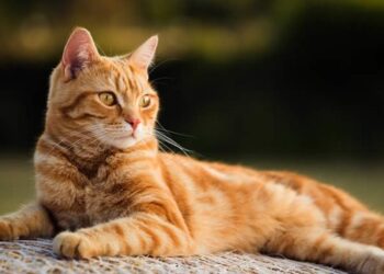 Стало відомо, якою буде погода на вихідні в Україні – ЭКОНОМИКА