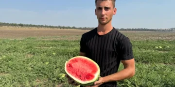 Фермер з Херсонщини розповів про цьогорічний урожай кавунів