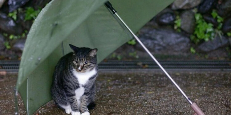 Грози та дощі очікуються на Житомирщині — прогноз на вихідні | Журнал Житомира