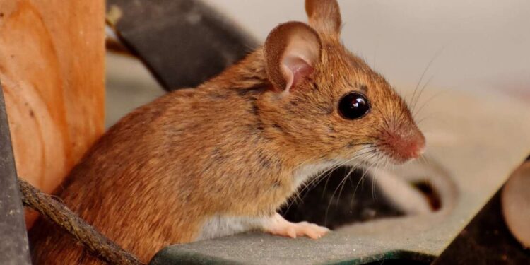 Як захистити авто від гризунів: 6 порад | |