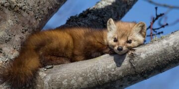 Куниця забігла у центр адмінпослуг Заводської громади