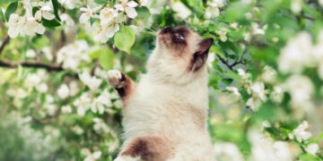 Місцями невеликий дощ: якою буде погода на Прикарпатті першого серпня