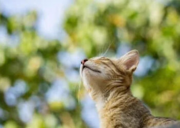 На Черкащину надійде прохолода: якою буде погода протягом тижня