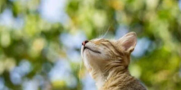 На Черкащину надійде прохолода: якою буде погода протягом тижня