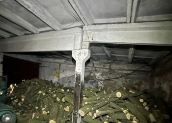 На Миколаївщині судитимуть організоване злочинне угрупування, яке вирубало дерева :: Інтент :: Суспільно-політичне видання:: Регіональна мережа якісної журналістики