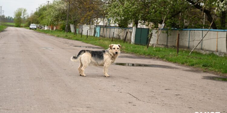 На Полтавщині від сказу загинули 32 тварини