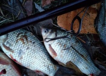 На Шполянщині троє браконьєрів наловили риби на понад мільйон гривень