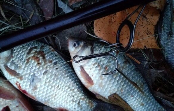 На Шполянщині троє браконьєрів наловили риби на понад мільйон гривень