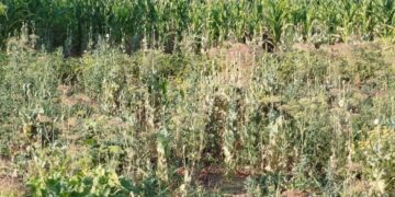 На Уманщині жінка серед кукурудзи вирощувала до 800 наркорослин