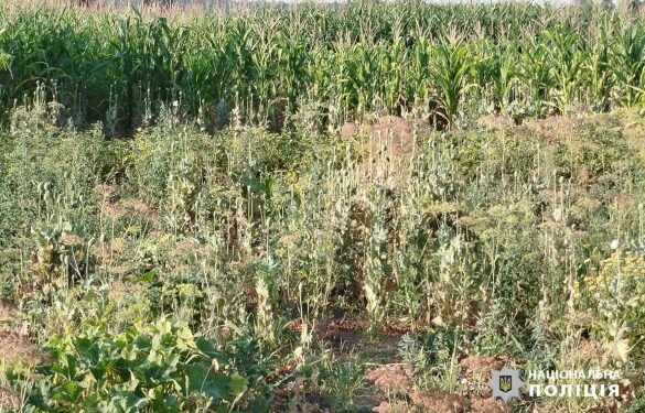 На Уманщині жінка серед кукурудзи вирощувала до 800 наркорослин