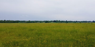 На Житомирщині створено охоронні зони земель, де ростуть червонокнижні орхідеї | Журнал Житомира