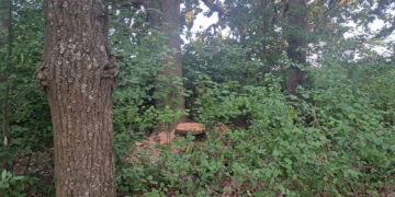 На Житомирщині зафіксовано незаконну вирубку лісу — завдано шкоди на майже 2 млн грн | Журнал Житомира