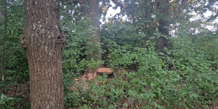 На Житомирщині зафіксовано незаконну вирубку лісу — завдано шкоди на майже 2 млн грн | Журнал Житомира