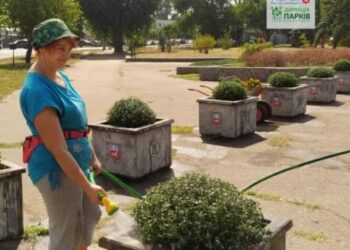 У черкаських парках почали висаджувати хризантеми — Новости Черкасс