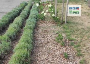 У черкаському парку невідомі викрали гортензії