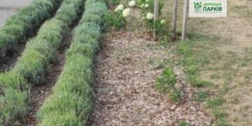 У черкаському парку невідомі викрали гортензії