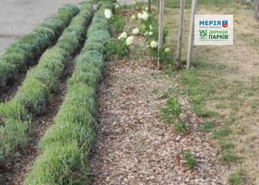 У черкаському парку невідомі викрали гортензії