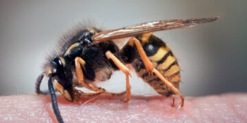 У Косові підлітки зачинили однокласника у вбиральні з осиним гніздом: хлопцю знадобилась допомога медиків