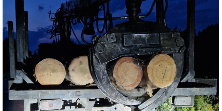 У лісництві на Житомирщині «на гарячому» затримали нічних крадіїв | Журнал Житомира