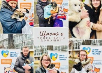 У Миколаєві з початку року «Центр захисту тварин» знайшов новий дім для 159 собак та 20 котів » Миколаївський Оглядач
