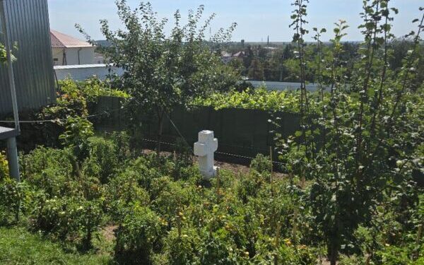 У Почаєві на старому кладовищі вирощують помідори