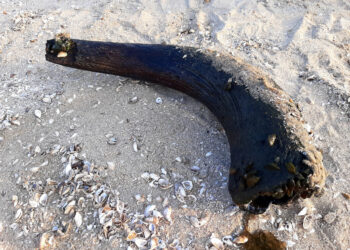 У Запоріжжі на Хортиці знайшли давній ріг тварини – що буде зі знахідкою | Новости Запорожья