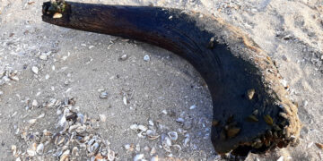 У Запоріжжі на Хортиці знайшли давній ріг тварини – що буде зі знахідкою | Новости Запорожья