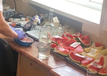 У Запоріжжі на ринках виявили кавуни та дині з нітратами – подробиці розповіли у Держпродспоживслужбі | Новости Запорожья