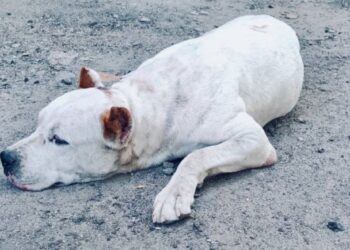 У Запоріжжі патрульні допомогли розшукати загубленого песика – деталі від правоохоронців | Новости Запорожья