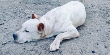 У Запоріжжі патрульні допомогли розшукати загубленого песика – деталі від правоохоронців | Новости Запорожья