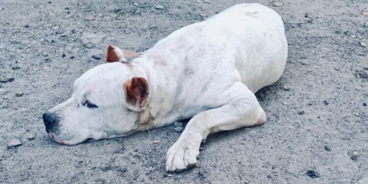 У Запоріжжі патрульні допомогли розшукати загубленого песика – деталі від правоохоронців | Новости Запорожья