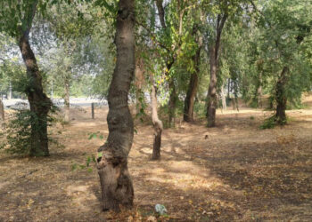 У Запоріжжі планують створити новий сквер Єднання – подробиці  | Новости Запорожья