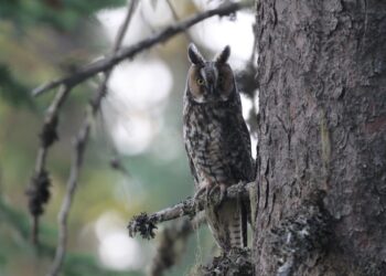 У Запоріжжі волонтери врятували вухату сову – птаха випустили в дику природу | Новости Запорожья
