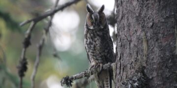 У Запоріжжі волонтери врятували вухату сову – птаха випустили в дику природу | Новости Запорожья