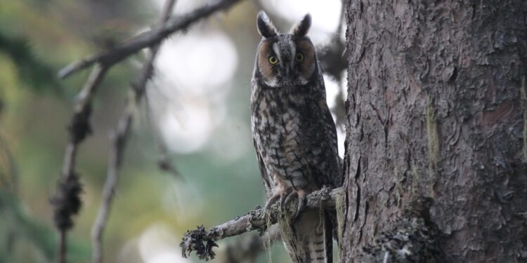 У Запоріжжі волонтери врятували вухату сову – птаха випустили в дику природу | Новости Запорожья