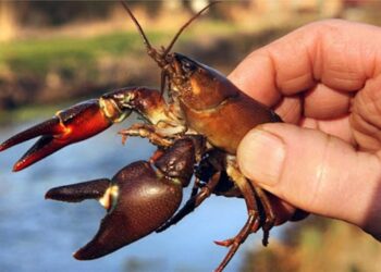 У Запоріжжі заборонили ловити раків – які будуть штрафи  | Новости Запорожья