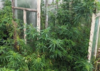 У жителя Рівненського району вилучили понад 200 рослин конопель та майже кілограм марихуани