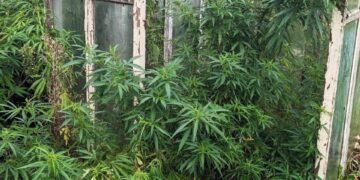 У жителя Рівненського району вилучили понад 200 рослин конопель та майже кілограм марихуани